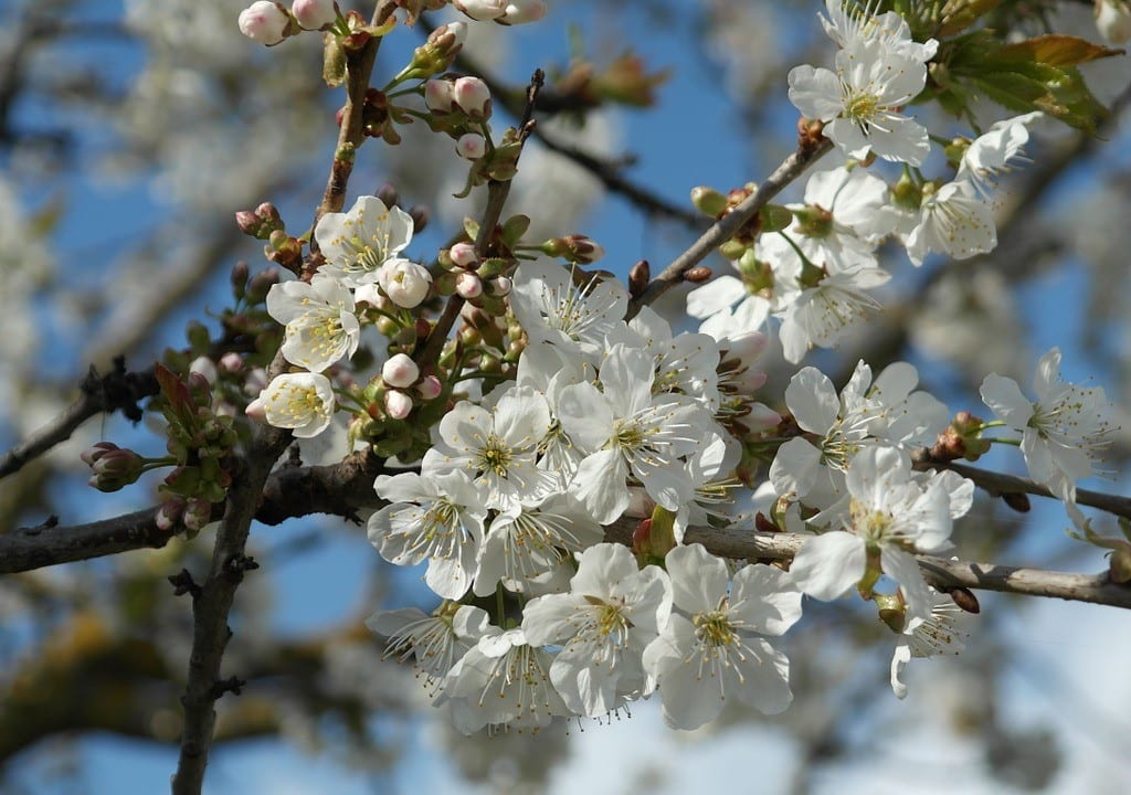 ブロッサム画像