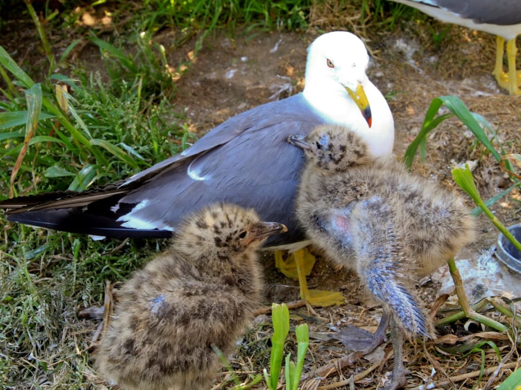 ウミネコの親子