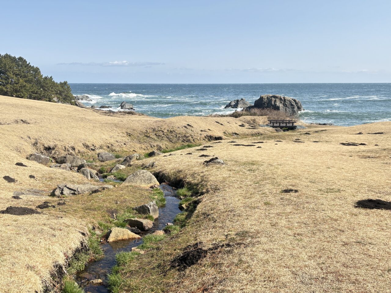 種差海岸のフクジュソウが見頃