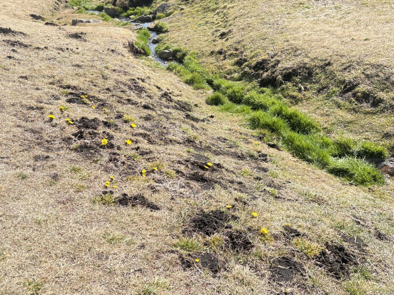 種差海岸のフクジュソウが見頃