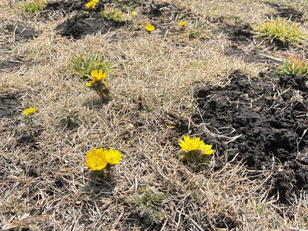 種差海岸のフクジュソウが見頃
