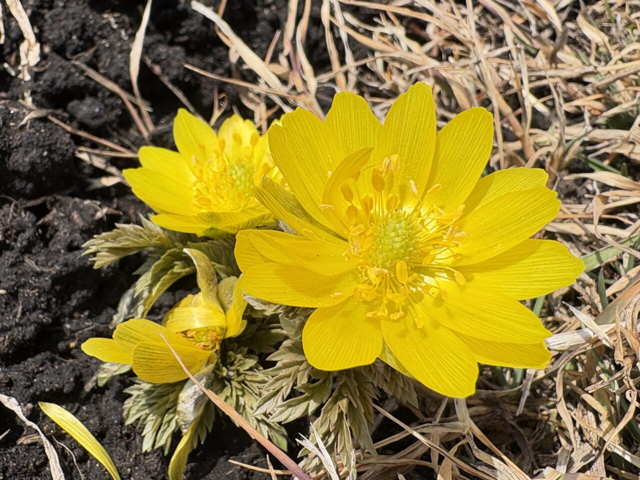 種差海岸のフクジュソウが見頃
