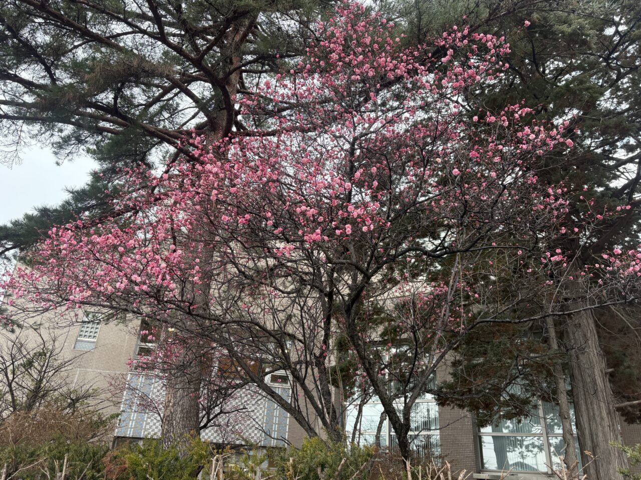 八戸市立図書館の梅の花が見頃