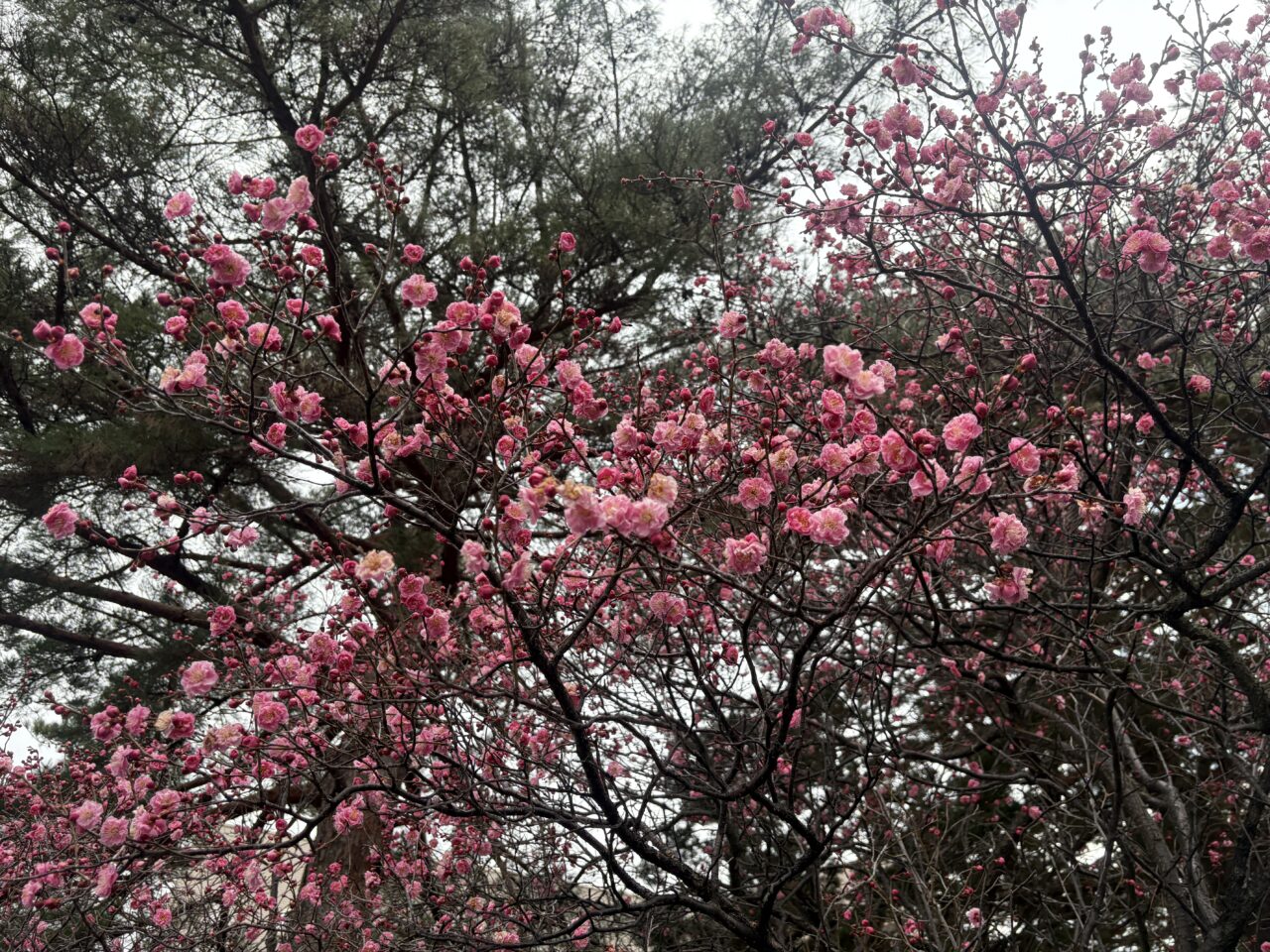 八戸市立図書館の梅の花が見頃