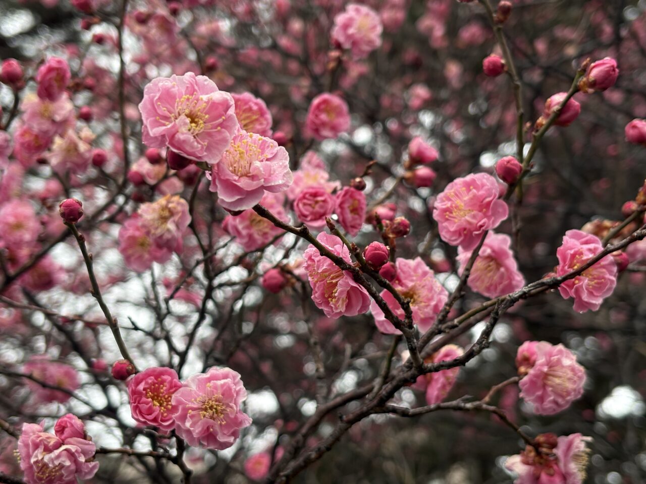 八戸市立図書館の梅の花が見頃