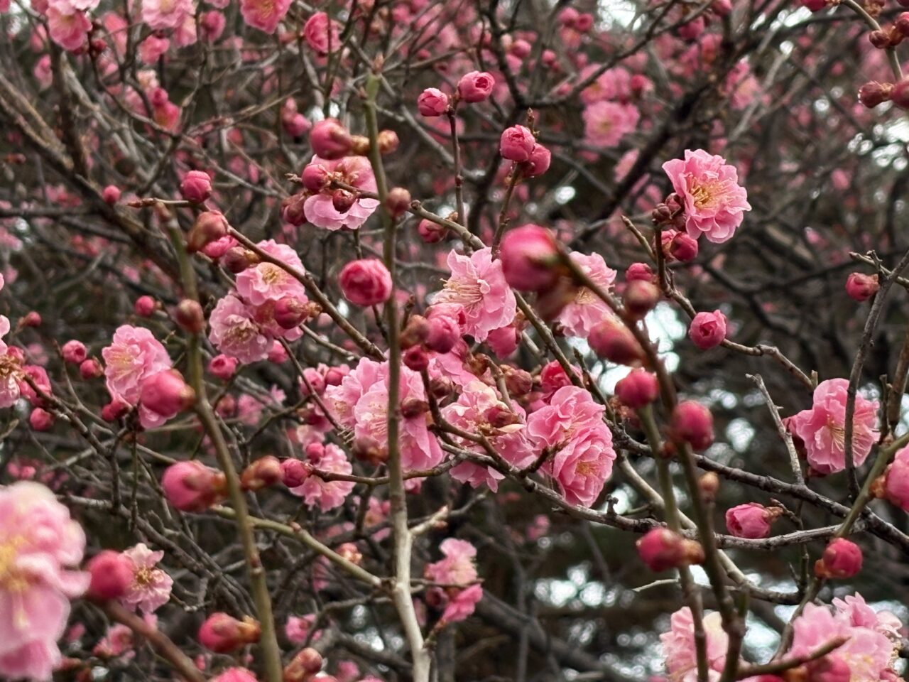 八戸市立図書館の梅の花が見頃