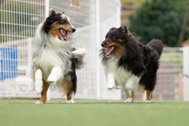 YSアリーナ八戸でドッグフェス2026が開催