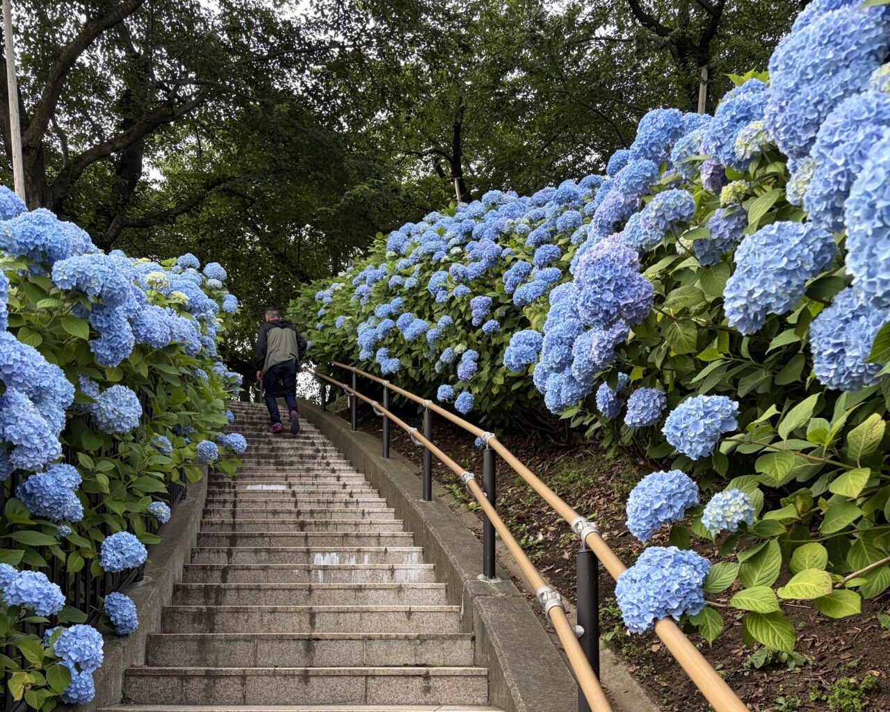 館鼻公園2026年7月上旬のアジサイが見頃