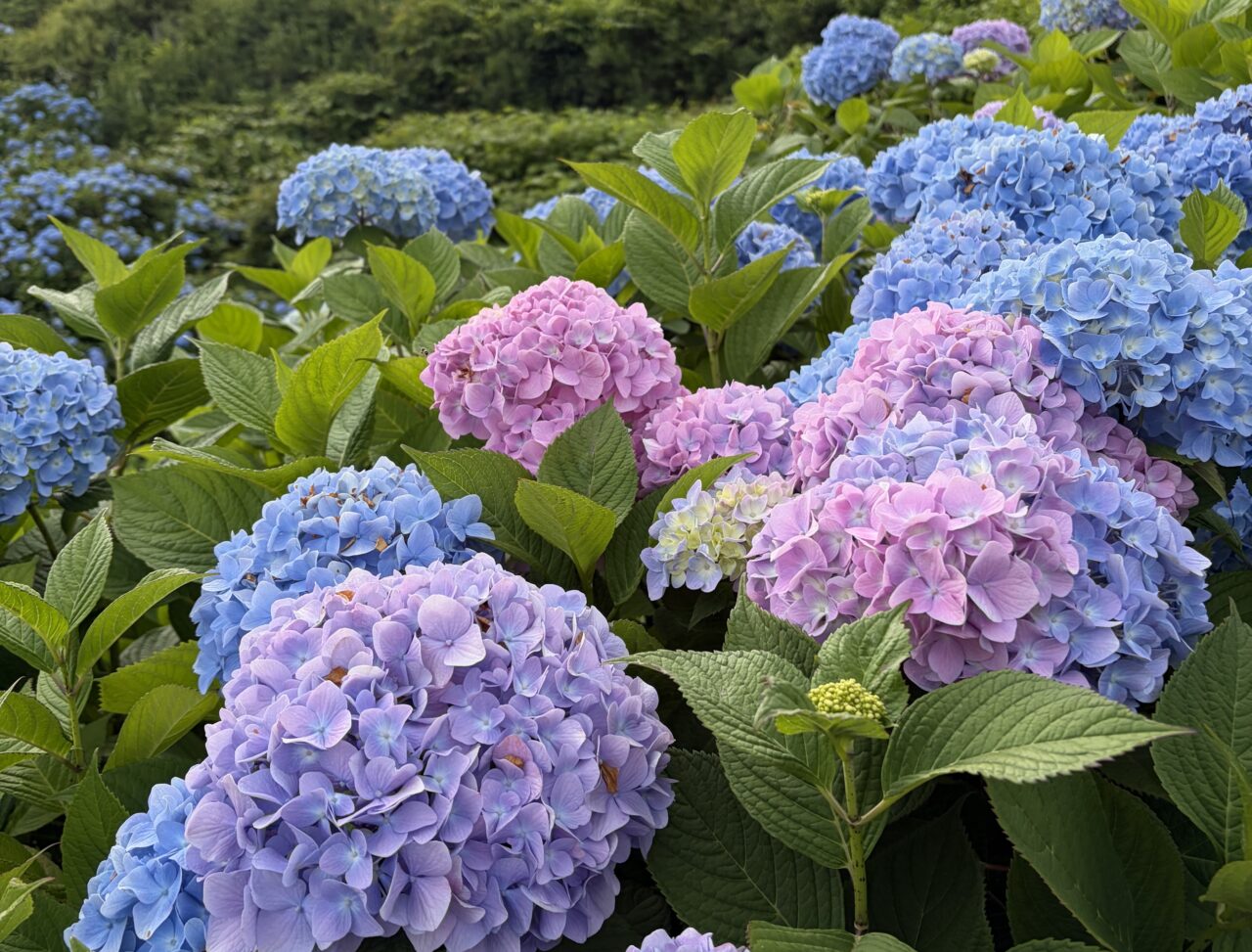 館鼻公園2026年7月上旬のアジサイが見頃