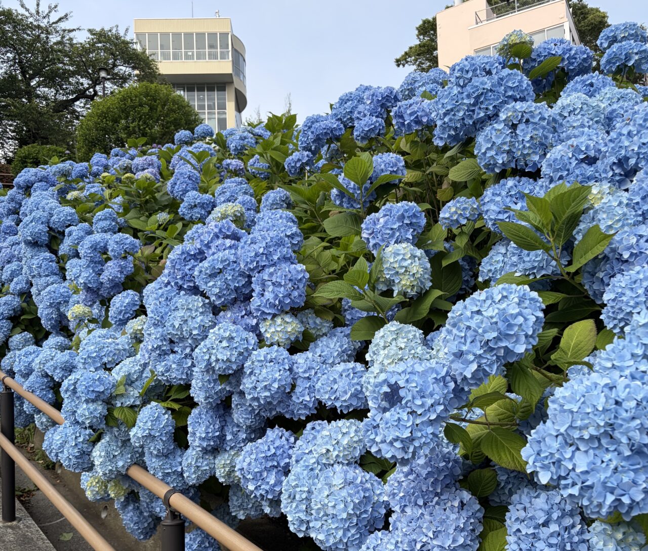 館鼻公園2026年7月上旬のアジサイが見頃